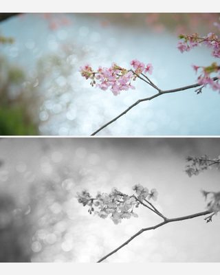 カラーグレーディング カラー モノクロ 河津桜